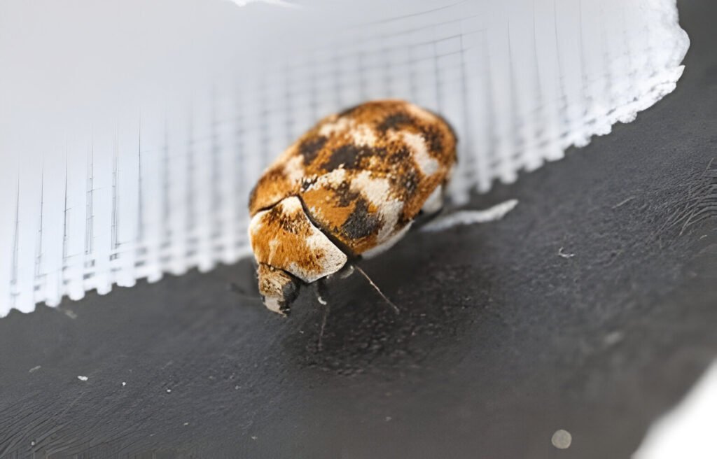 carpet bettle